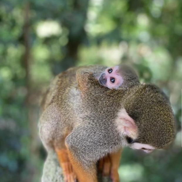 Squirrel monkey with its baby on a jungle excursion